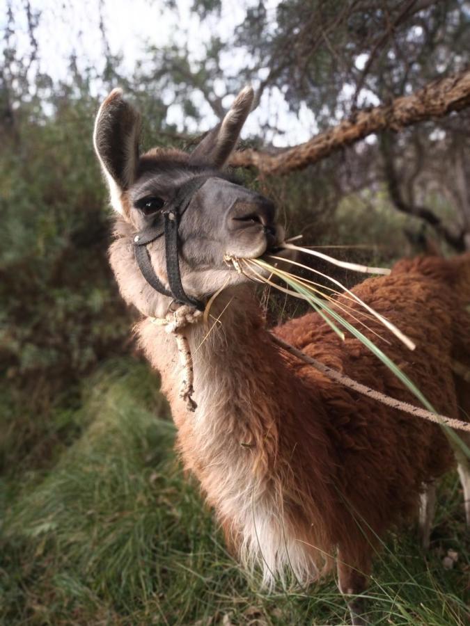 Dormir Con Llamas Maimara Exterior photo