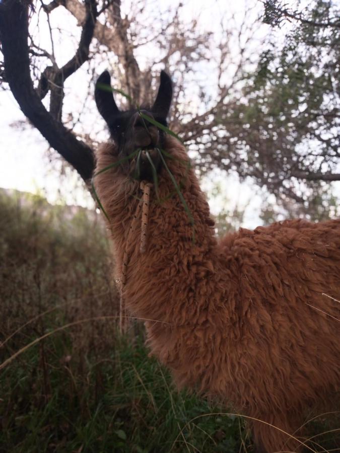Dormir Con Llamas Maimara Exterior photo