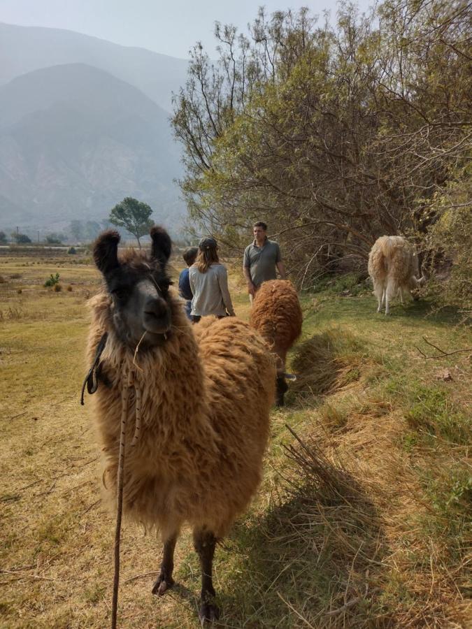 Dormir Con Llamas Maimara Exterior photo