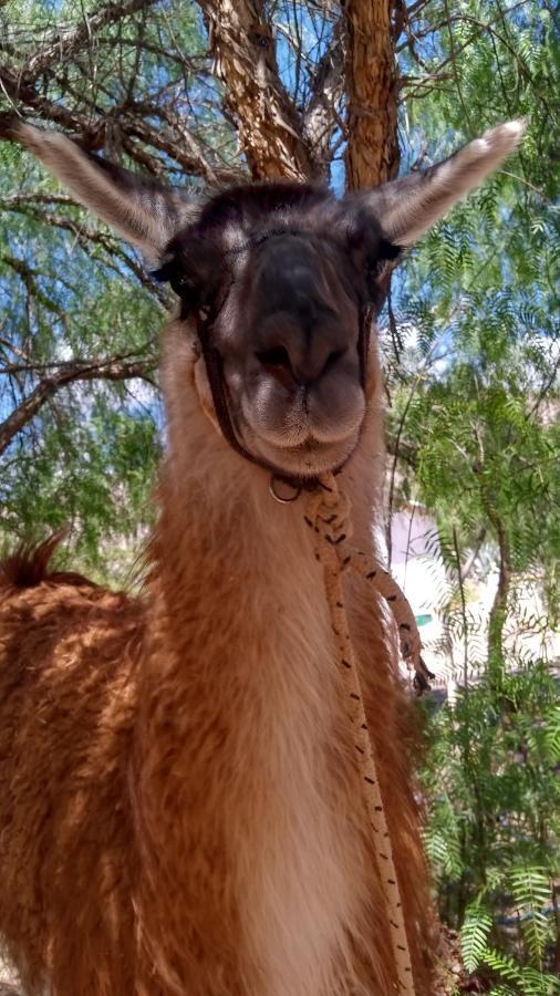 Dormir Con Llamas Maimara Exterior photo